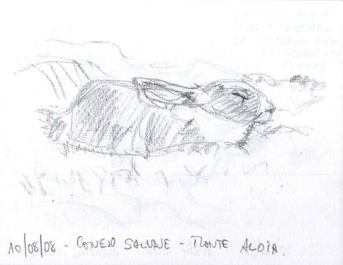 dibujo-conejo-grafito