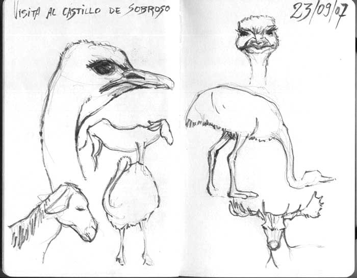 dibujo-avestruz-tinta