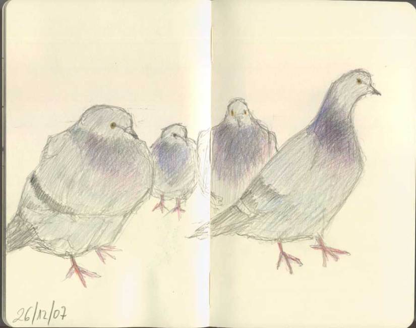 dibujo-palomas-grafito-color