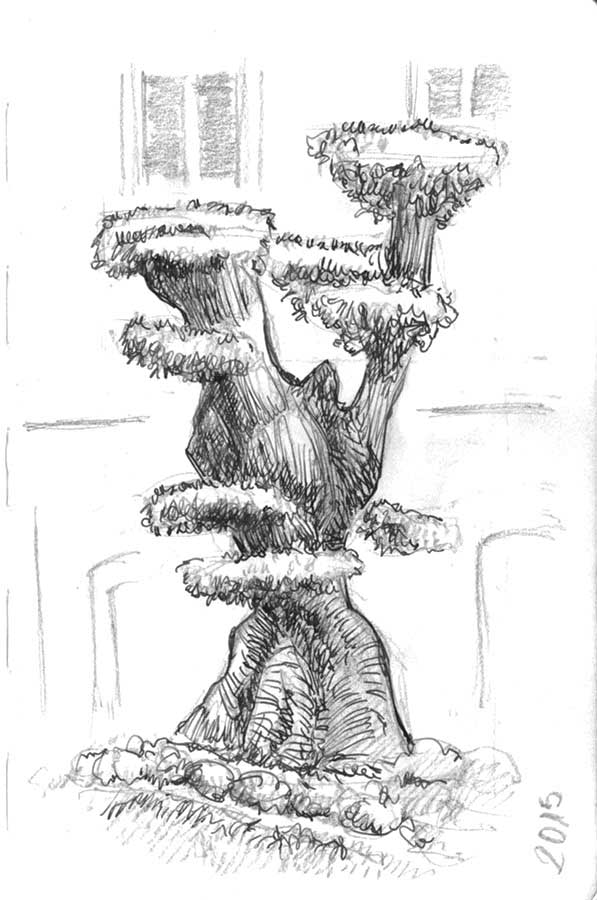 Bonsai olivo, tinta pluma
