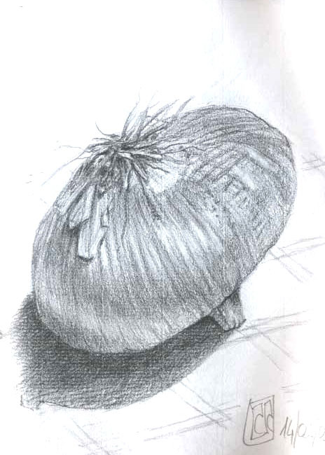 dibujo cebolla grafito